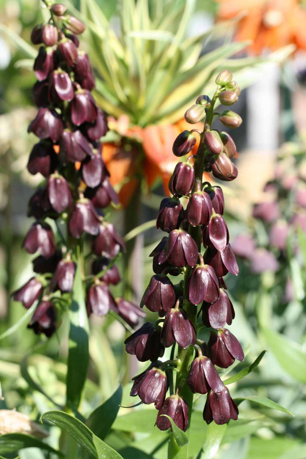 Fritillaria persica 'Purple Dynamite'